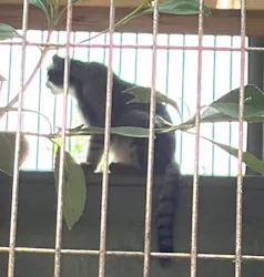 名古屋市東山動植物園に投稿された画像（2026/7/18）