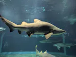 アクアワールド茨城県大洗水族館に投稿された画像（2026/7/18）