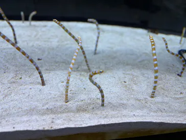すみだ水族館に投稿された画像（2026/7/18）