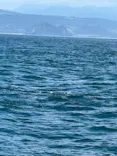 イルカウォッチング受付予約センターに投稿された画像（2026/7/18）