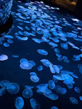 すみだ水族館に投稿された画像（2026/7/18）