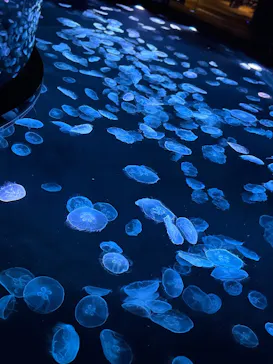 すみだ水族館に投稿された画像（2026/7/18）
