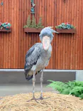 掛川花鳥園に投稿された画像（2026/7/18）