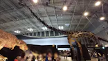 ヨコハマ恐竜展２０２６～恐竜の食卓大図鑑～に投稿された画像（2026/7/18）