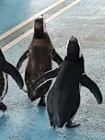 のとじま水族館に投稿された画像（2026/7/18）