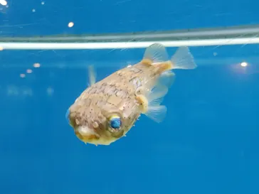 のとじま水族館に投稿された画像（2026/7/18）