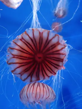 のとじま水族館に投稿された画像（2026/7/18）