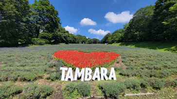 たんばらラベンダーパークに投稿された画像（2026/7/18）