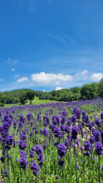 たんばらラベンダーパークに投稿された画像（2026/7/18）