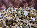 AQUARIUM × ART　atoaに投稿された画像（2026/7/18）