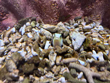 AQUARIUM × ART　atoaに投稿された画像（2026/7/18）