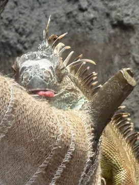 恩賜上野動物園に投稿された画像（2026/7/18）