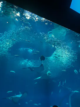 アクアワールド茨城県大洗水族館に投稿された画像（2026/7/18）