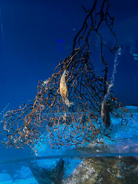 アクアワールド茨城県大洗水族館に投稿された画像（2026/7/18）