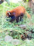 天王寺動物園に投稿された画像（2026/7/18）