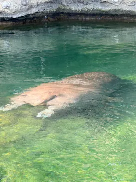 天王寺動物園に投稿された画像（2026/7/18）