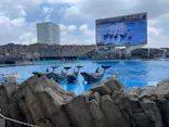 名古屋港水族館に投稿された画像（2026/7/18）