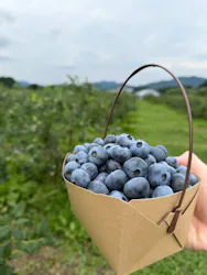 かづの精果園に投稿された画像（2026/7/18）