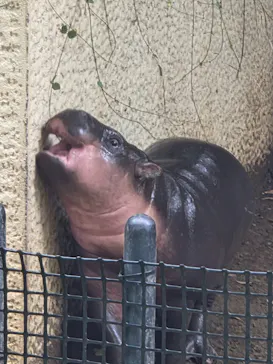 恩賜上野動物園に投稿された画像（2026/7/18）