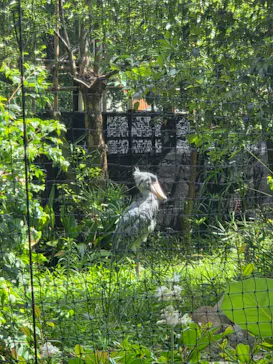 恩賜上野動物園に投稿された画像（2026/7/18）