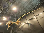 ヨコハマ恐竜展２０２６～恐竜の食卓大図鑑～に投稿された画像（2026/7/18）