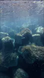 富山シュノーケリング体験に投稿された画像（2026/7/18）