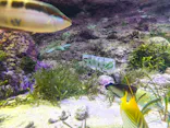 沖縄美ら海水族館に投稿された画像（2026/7/19）