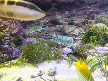 沖縄美ら海水族館に投稿された画像（2026/7/18）