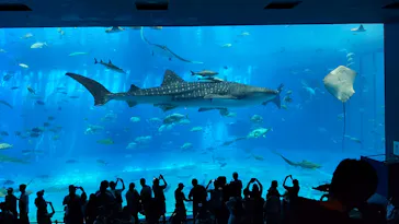 沖縄美ら海水族館に投稿された画像（2026/7/18）