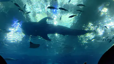 沖縄美ら海水族館に投稿された画像（2026/7/18）