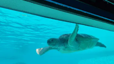 沖縄美ら海水族館に投稿された画像（2026/7/18）