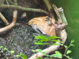 世界淡水魚園水族館　アクア・トトぎふに投稿された画像（2026/7/19）