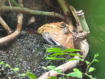 世界淡水魚園水族館　アクア・トトぎふに投稿された画像（2026/7/18）