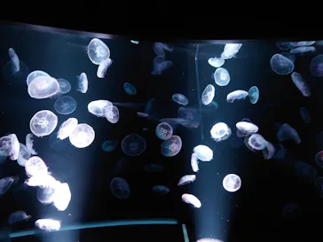 京都水族館に投稿された画像（2026/7/18）