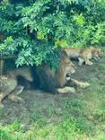 多摩動物公園 ライオンバス乗車券に投稿された画像（2026/7/19）
