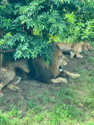 多摩動物公園 ライオンバス乗車券に投稿された画像（2026/7/19）