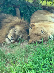 多摩動物公園 ライオンバス乗車券に投稿された画像（2026/7/19）