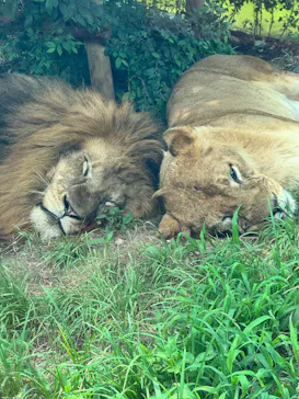 多摩動物公園 ライオンバス乗車券に投稿された画像（2026/7/19）