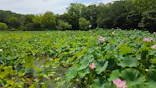 万博記念公園に投稿された画像（2026/7/19）