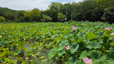 万博記念公園に投稿された画像（2026/7/19）