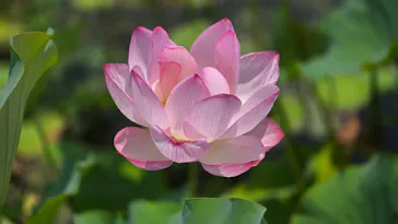 万博記念公園に投稿された画像（2026/7/19）