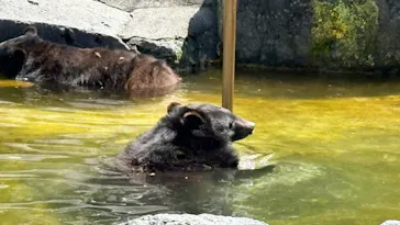 奥飛騨クマ牧場に投稿された画像（2026/7/19）