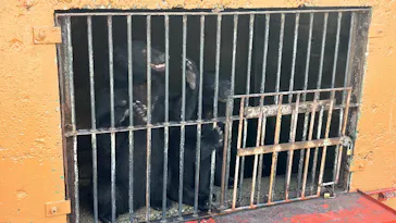 奥飛騨クマ牧場に投稿された画像（2026/7/19）