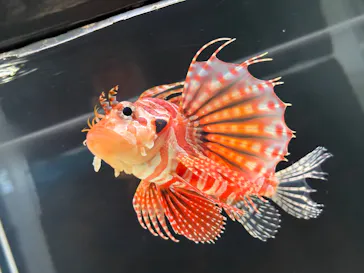 大分マリーンパレス水族館 「うみたまご」に投稿された画像（2026/7/19）