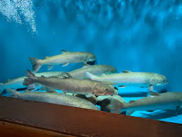 世界淡水魚園水族館　アクア・トトぎふに投稿された画像（2026/7/19）