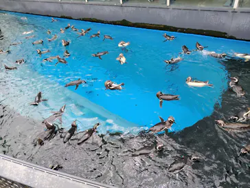 上越市立水族博物館 うみがたりに投稿された画像（2026/7/19）