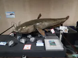 滋賀県立琵琶湖博物館に投稿された画像（2026/7/19）