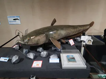 滋賀県立琵琶湖博物館に投稿された画像（2026/7/19）