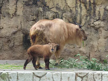 多摩動物公園に投稿された画像（2026/7/19）