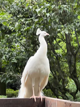 伊豆シャボテン動物公園に投稿された画像（2026/7/19）